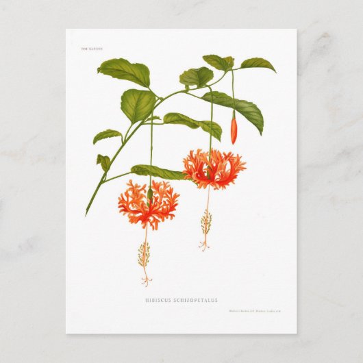 ハイビスカス ポストカード (正面)