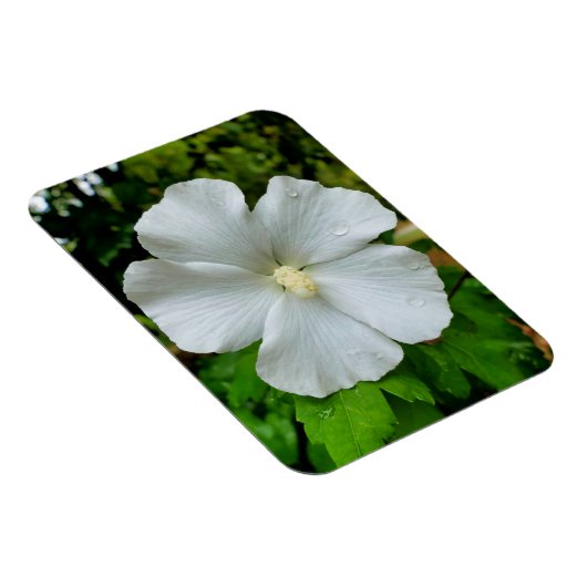 ハイビスカス マグネット (右側)