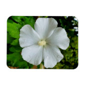 ハイビスカス マグネット (横)