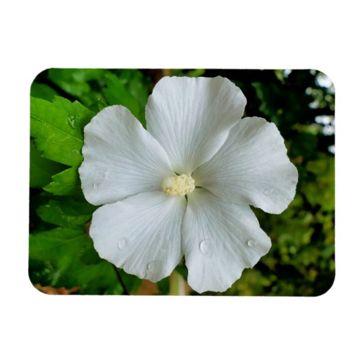 ハイビスカス マグネット (横)