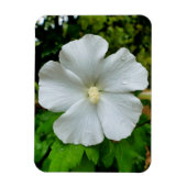 ハイビスカス マグネット (縦)