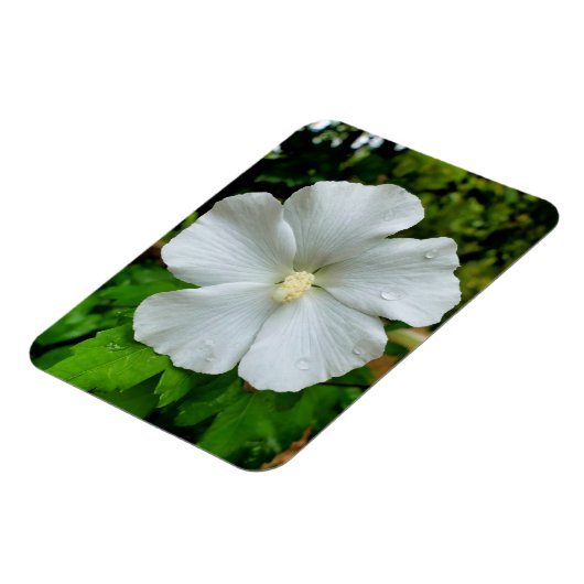 ハイビスカス マグネット (左側)