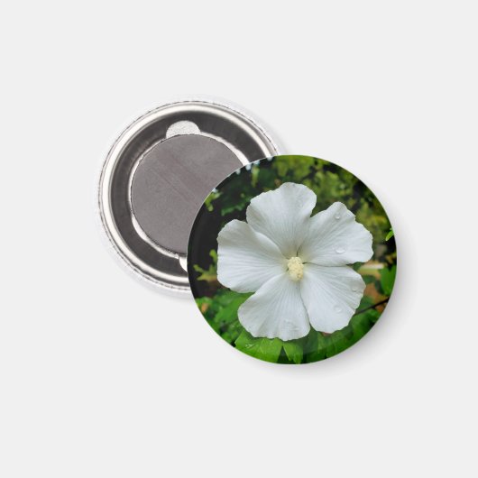 ハイビスカス マグネット (正面/裏面)