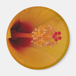 ハイビスカス マグネット