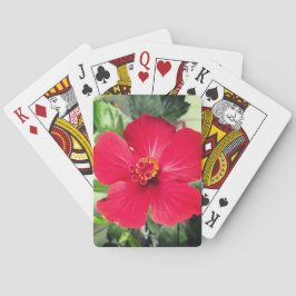 ハイビスカス・ローザ・シネンシスの紅花 トランプ