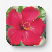 ハイビスカス・ローザ・シネンシスの紅花 ペーパープレート (正面)