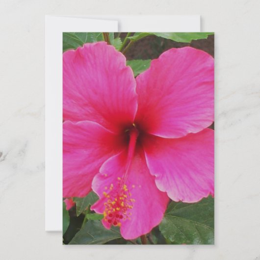 ハイビスカス 招待状 (正面)