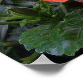 ハイビスカス（赤） ポスター (角)