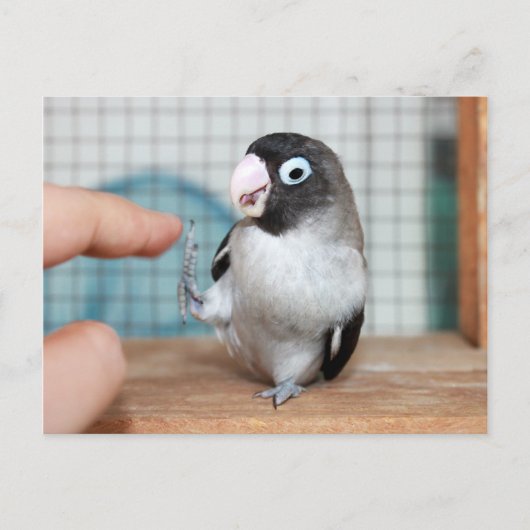 ハイファイブ! ポストカード (正面)