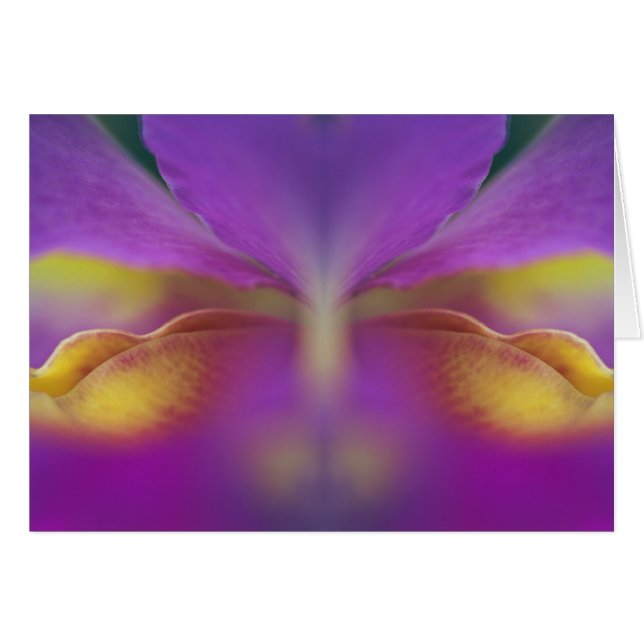 ハイブリッドオーキッド、フロリダ2 (正面横)