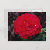 ハイブリッドティーバラ「ミスターリンカーン」白い花 ポストカード (正面/裏面)