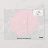 ハイブリッドティーバラ「ミスターリンカーン」白い花 ポストカード (裏面)