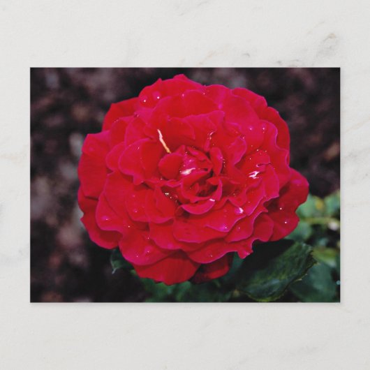 ハイブリッドティーバラ「ミスターリンカーン」白い花 ポストカード (正面)