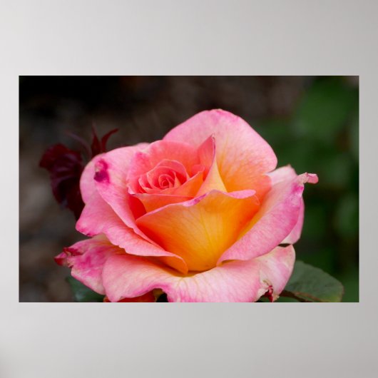 ハイブリッドバラ ポスター (正面)