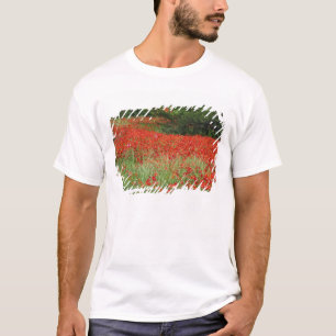 ハイブリッドポピーの花が植えられたフィールド Tシャツ