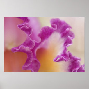 ハイブリッド蘭クローズアップ、Delrayビーチ、フロリダ ポスター