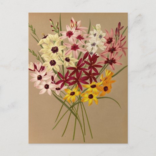 ハイブリッドIxias by Arentina Hendriica Arendsen ポストカード (正面)