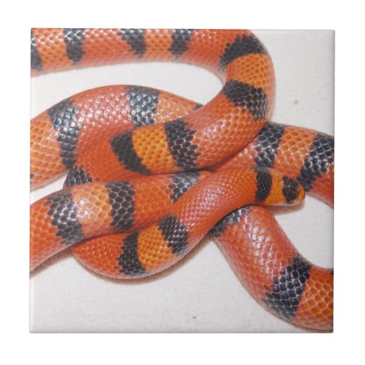 ハイポのホンジュラスのミルクヘビMilksnake タイル (正面)