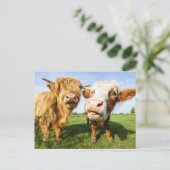 ハイラおもしろいンド牛 シーズンポストカード (スタンド正面)