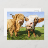 ハイラおもしろいンド牛 シーズンポストカード (正面/裏面)