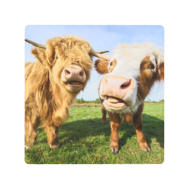 ハイラおもしろいンド牛 メタルプリント (正面)