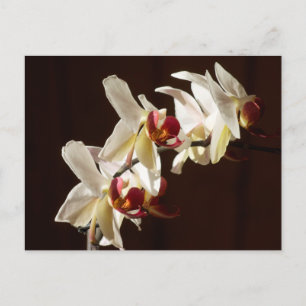 ハイライトされた白い蘭の花の写真 ポストカード