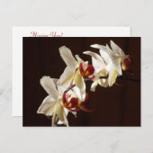 ハイライトされた白い蘭の花の写真 ポストカード (正面/裏面)
