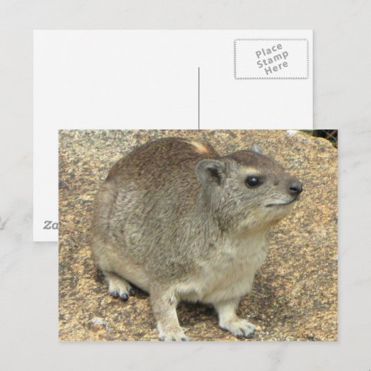 ハイラックス ポストカード (正面/裏面)