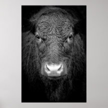 ハイランドカウクローズアップ – 白黒