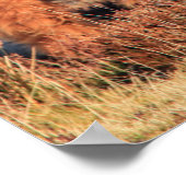 ハイランドカウポスター/プリント ポスター (角)