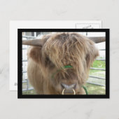 ハイランドキャトルブル葉書 ポストカード (正面/裏面)