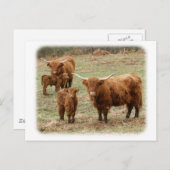 ハイランドキャトル9Y316D-055 ポストカード (正面/裏面)