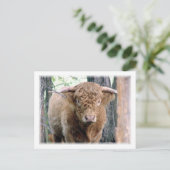 ハイランドブル ポストカード (スタンド正面)