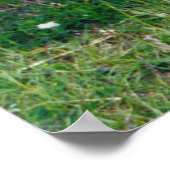 ハイランド牛の写真 ポスター (角)