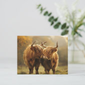 ハイランド牛の愛のはがき ポストカード (スタンド正面)