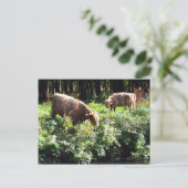 ハイランド牛の放牧。スコットランド、グラスゴー。 ポストカード (スタンド正面)