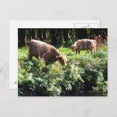 ハイランド牛の放牧。スコットランド、グラスゴー。 ポストカード (正面/裏面)