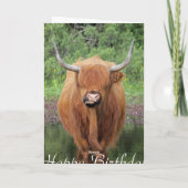 ハイランド牛の誕生日カード カード (裏面)