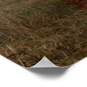 ハイランド牛の霧写真 ポスター (角)