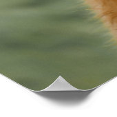 ハイランド牛の鼻をなめる ポスター (角)