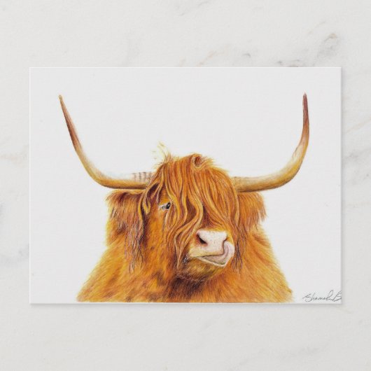 ハイランド牛はがき ポストカード (正面)