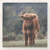 ハイランド牛ふくらはぎ秋の草原 ガラスコースター (正面)