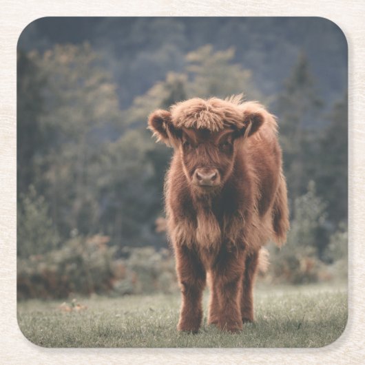 ハイランド牛ふくらはぎ秋の草原 スクエアペーパーコースター (正面)