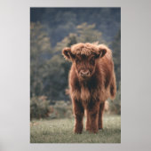 ハイランド牛ふくらはぎ秋の草原 ポスター (正面)