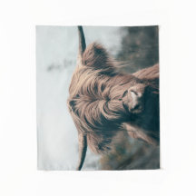 ハイランド牛ポートレート