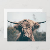 ハイランド牛ポートレート ポストカード (正面/裏面)