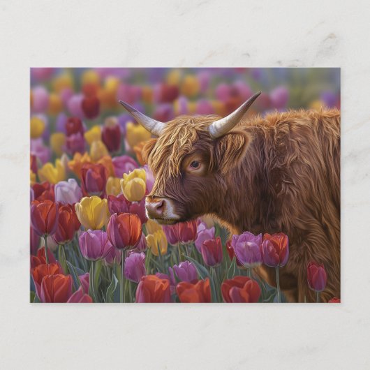 ハイランド牛春チューリップ ポストカード (正面)