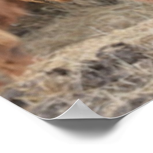 ハイランド牛 ポスター (角)