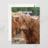 ハイランド牛 ポストカード (正面/裏面)