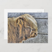 ハイランド牛 ポストカード (正面/裏面)